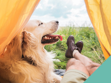 camping with your dog