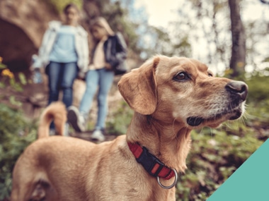 taking your dog out