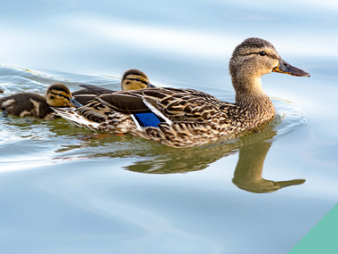 injured animals advice