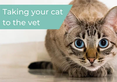 Taking your cat to the vets