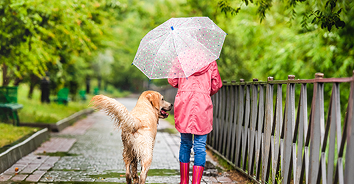 dog-walking-inthe-rain