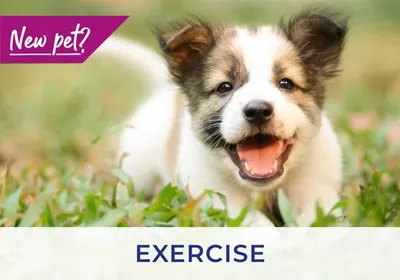 Basingstoke vets discuss exercising your puppy and kitten