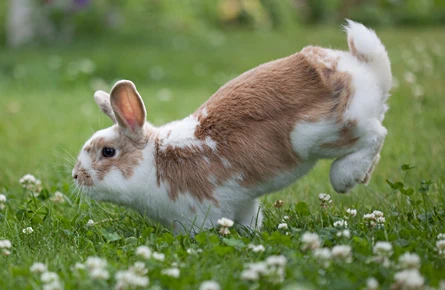 Vaccinations for Your Rabbit