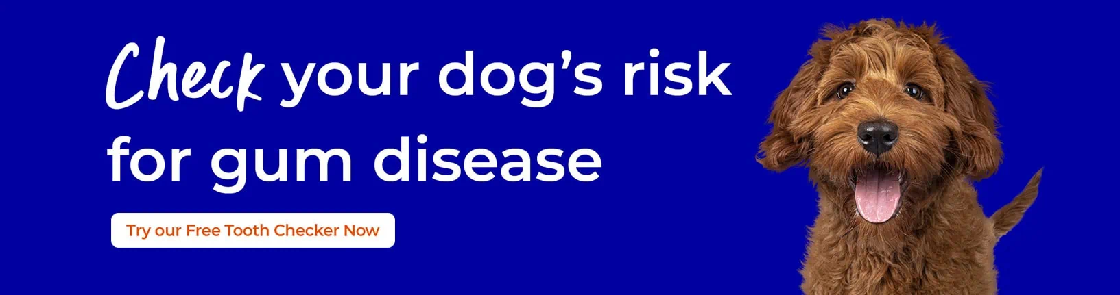 Dog Dental Care in Basingstoke