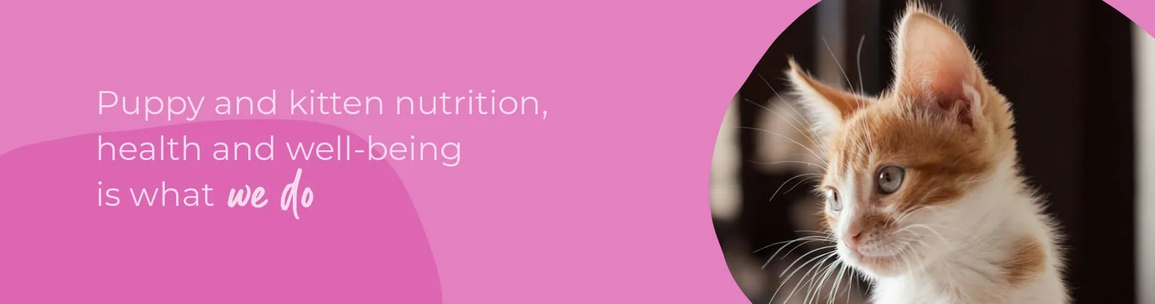 Start of Life for Your Puppy or Kitten