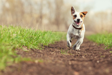 Flea and Worm Treatment For Your Dog The Barn Animal Hospital in Basingstoke