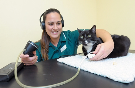 facilities cat friendly clinic