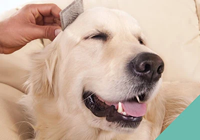 Advice on grooming your cat or dog at home