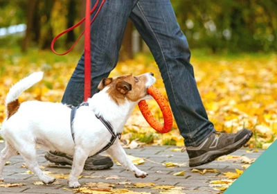 Walking your dog safely in Autumn and Winter