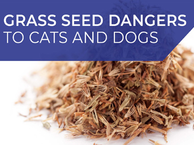 grass seed dangers