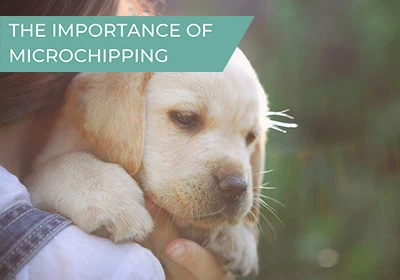 The importance of microchipping your pet