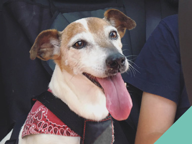 keeping your dog safe