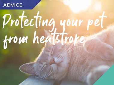 protect your pet during hot weather