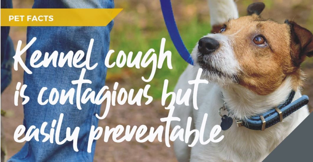How Dangerous Is Kennel Cough In Puppies