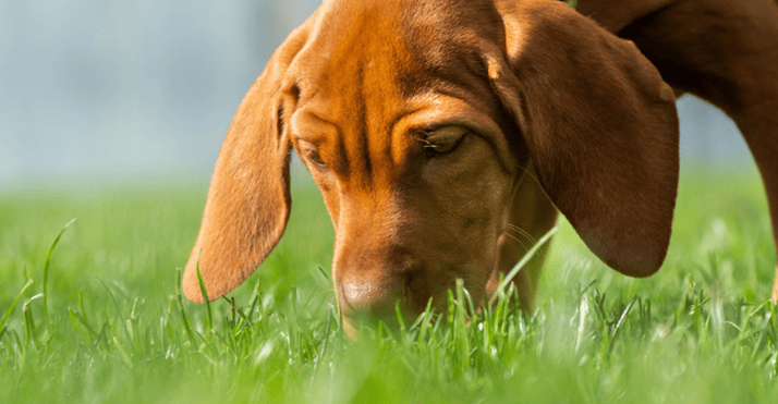 pet-allergies-springtime